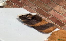 Guinea Pig rodents for sale: Teddy boys  - Image 2