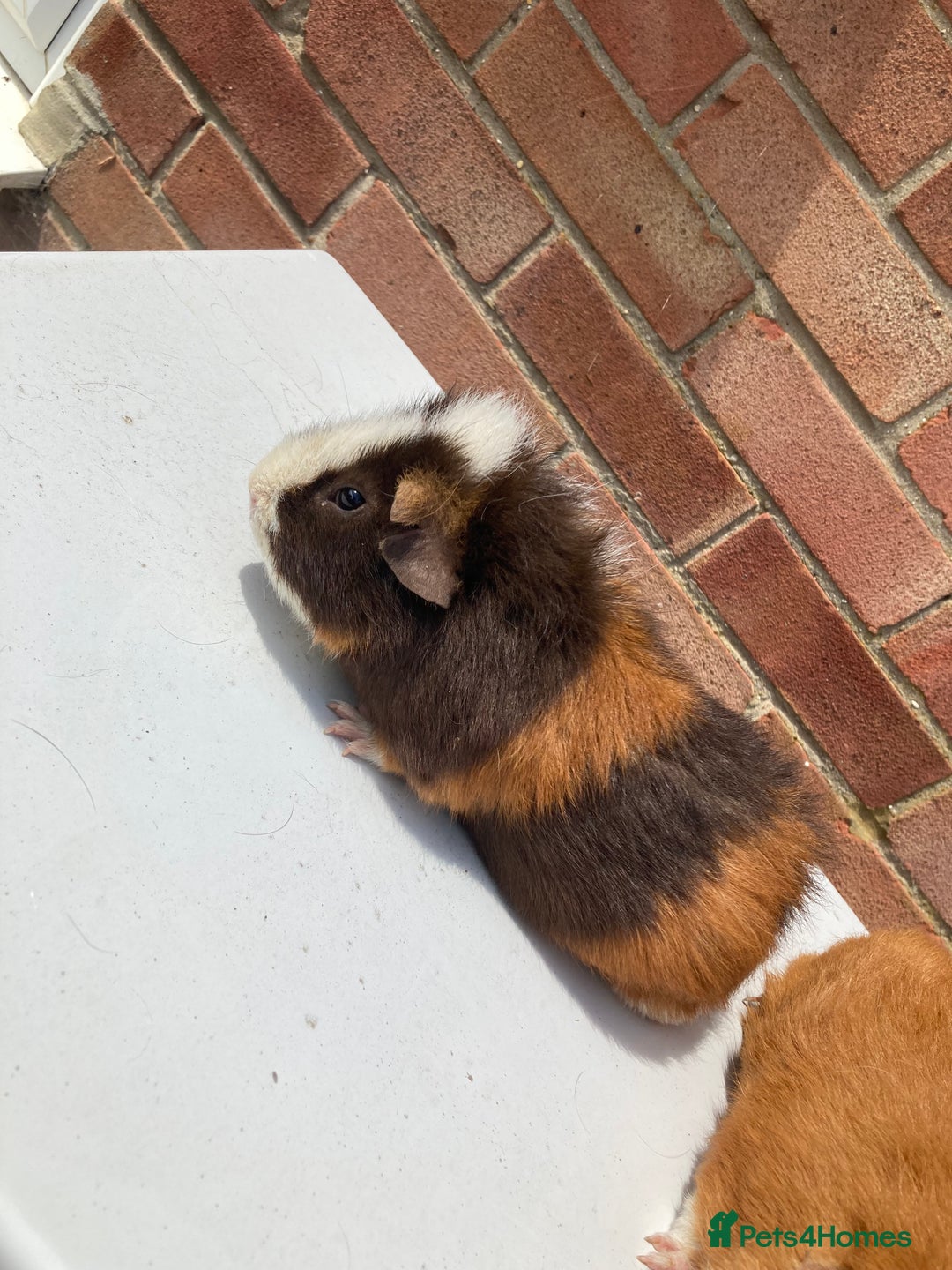 Guinea Pig rodents for sale: Teddy boys  - Image 2