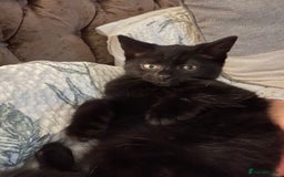 Mixed Breed cats for sale: Mother & 2 kittens  - Image 5