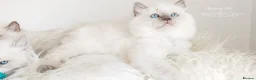 Ragdoll cats for sale: READY😻PURE BEAUTIFUL RAGDOLL 😻😻😻 - Advert 8