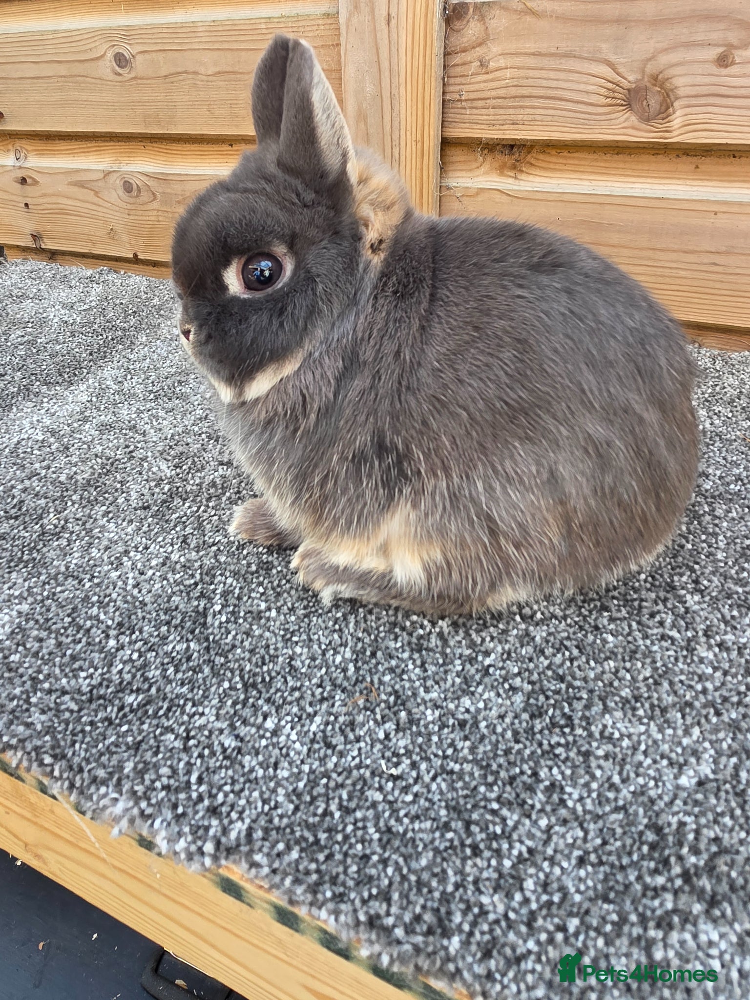 Netherland Dwarf rabbits Netherland Dwarf stock bucks - Advert 16