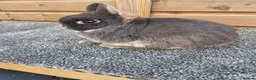Netherland Dwarf rabbits for sale: Netherland Dwarf stock bucks - Advert 1