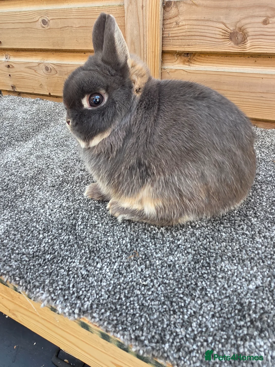 Netherland Dwarf rabbits for sale: Netherland Dwarf stock bucks - Advert 1