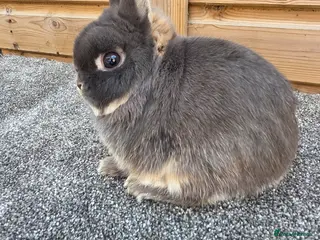 Netherland Dwarf rabbits Netherland Dwarf stock bucks - Advert 16