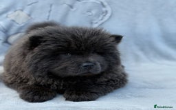 Chow Chow dogs for sale: KC Reg Chow Chow Puppies  - Image 13