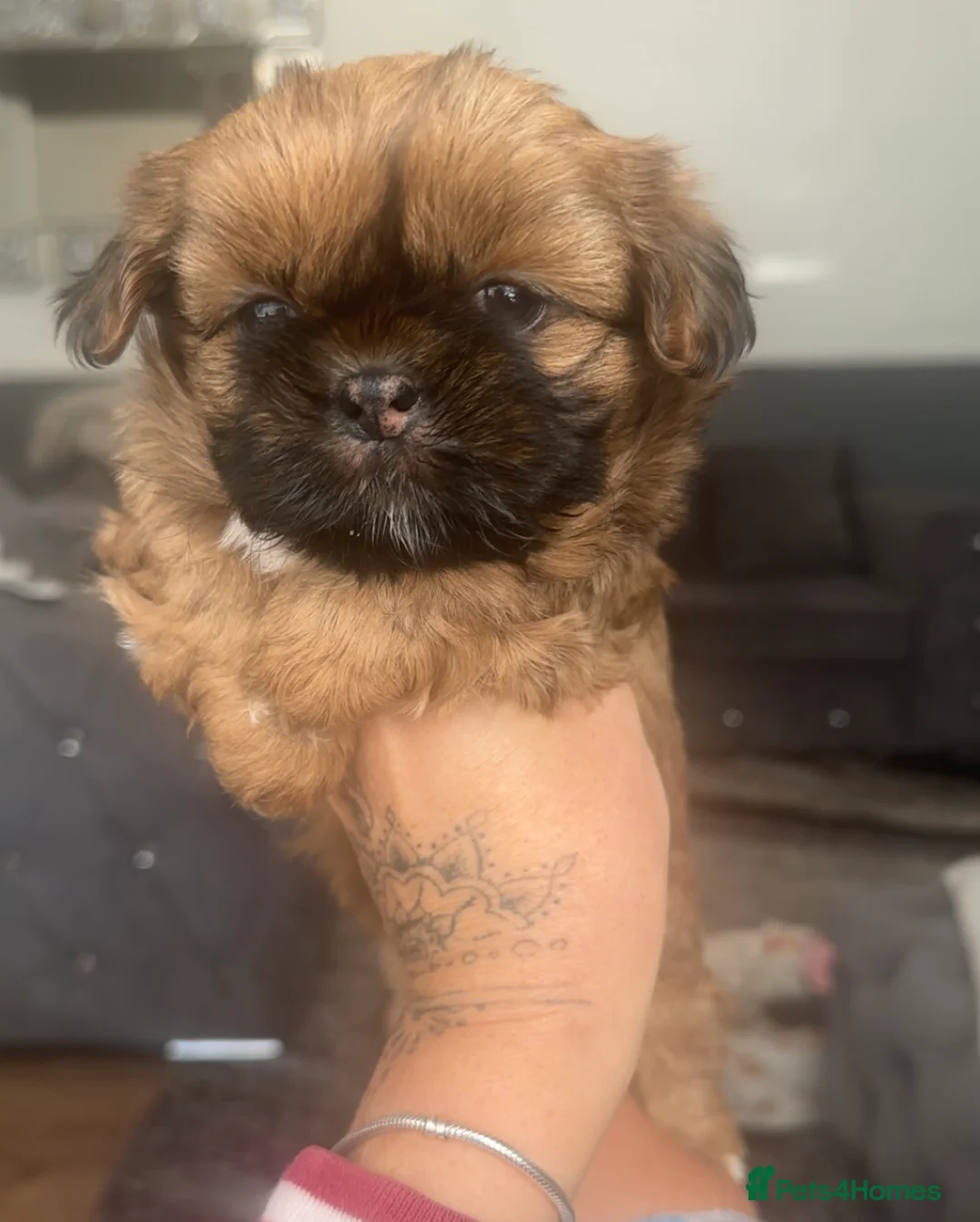 Shih Tzu dogs for sale: Stunning imperial shih tzu puppies  - Advert 25