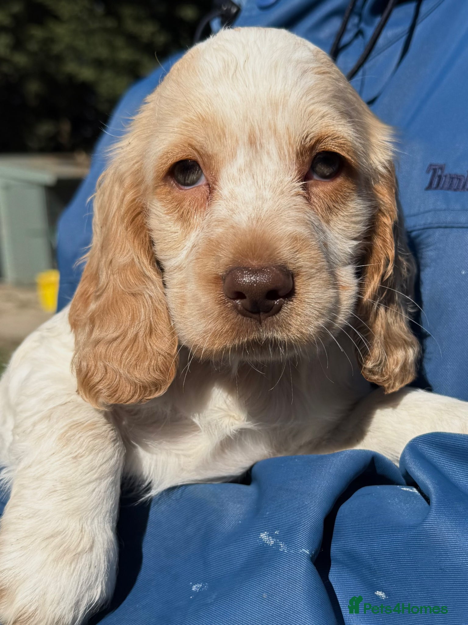 Cocker Spaniel dogs LAST BOY - GORGEOUS LEMON ROAN AVAILABLE  - Advert 1