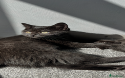 British Shorthair cats for sale: Ready now !  Full  British short hair kittens  - Image 8