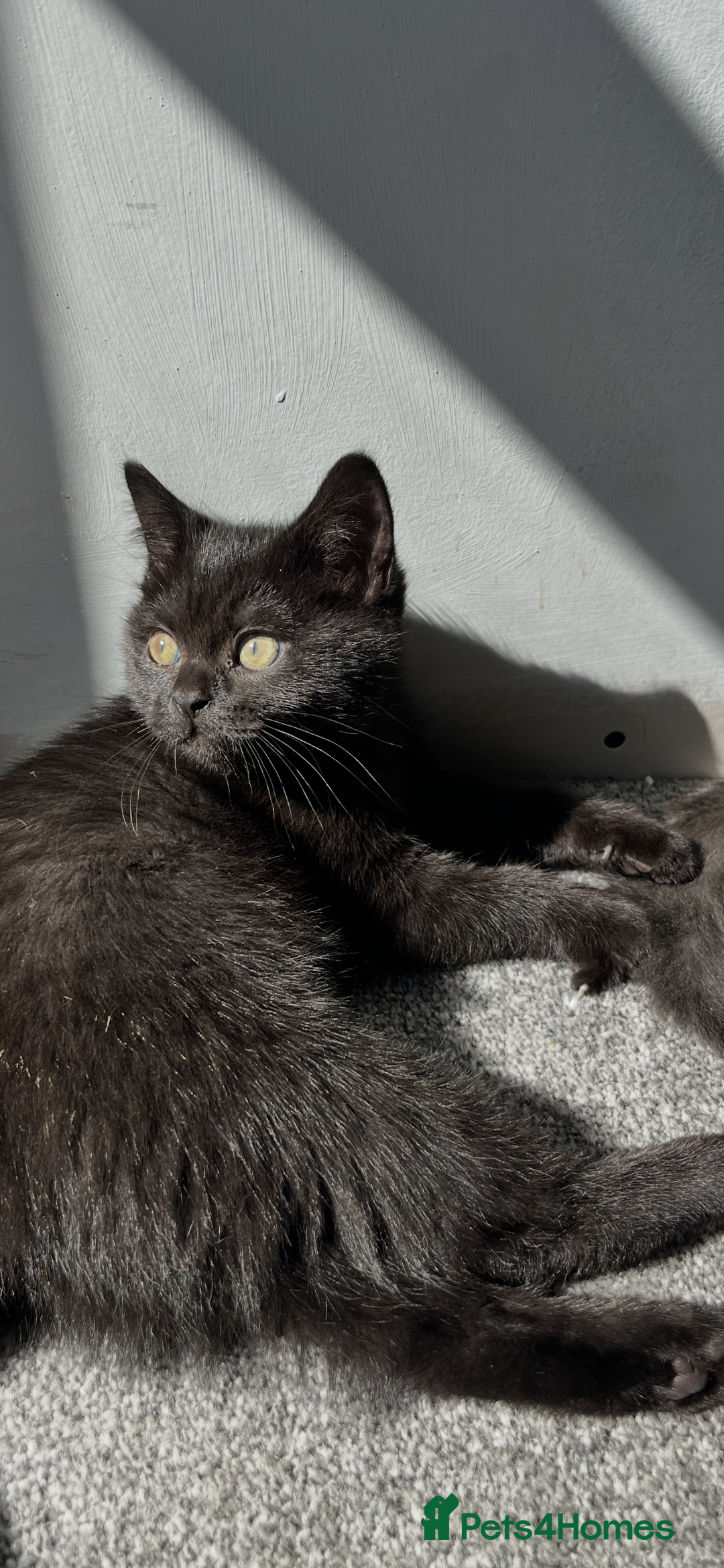 British Shorthair cats for sale: Ready now !  Full  British short hair kittens  - Image 8