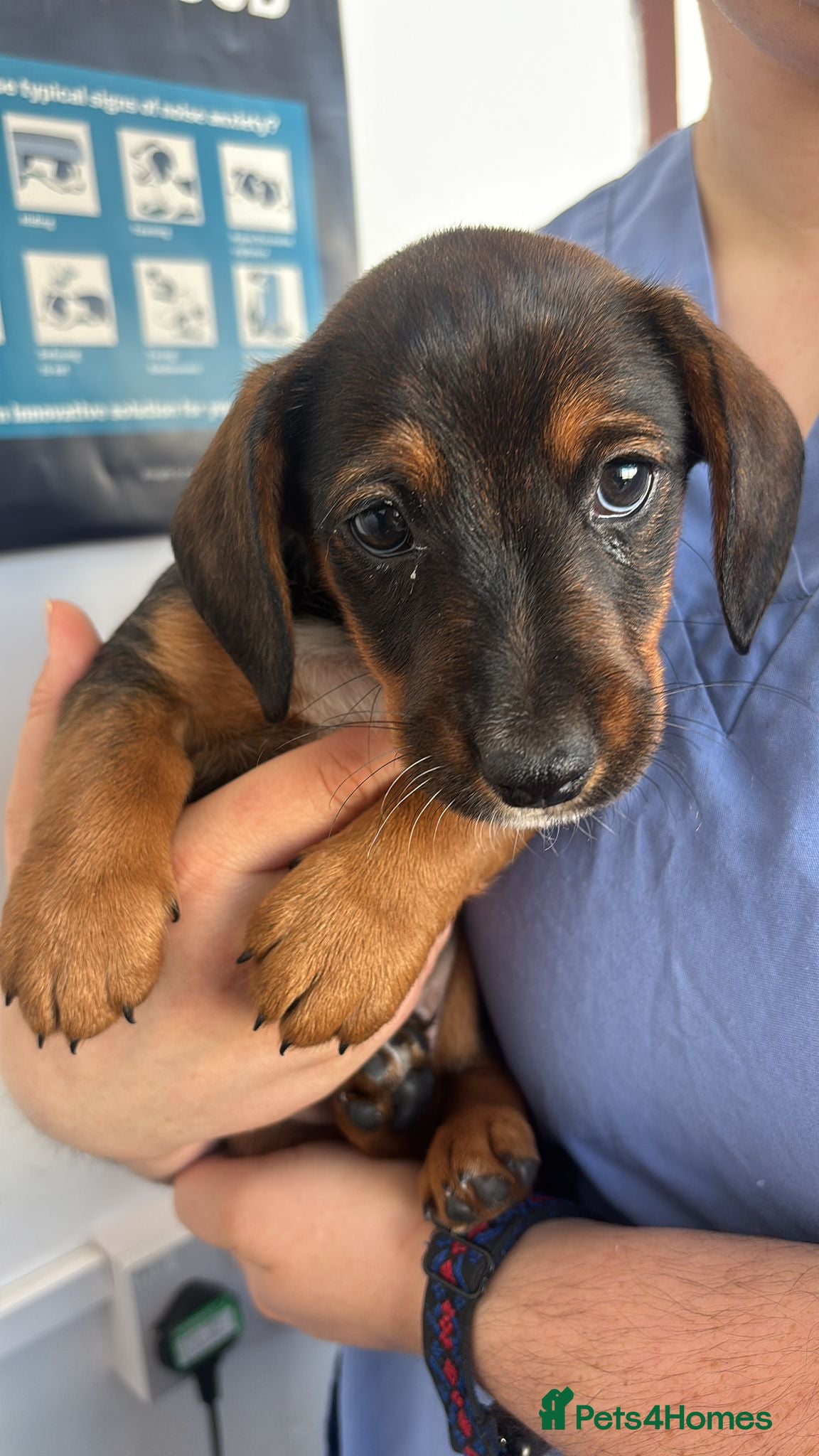 Mixed Breed Puppy 1