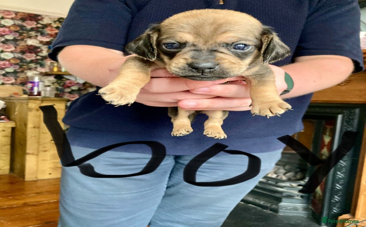 Mixed Breed dogs - Advert 2