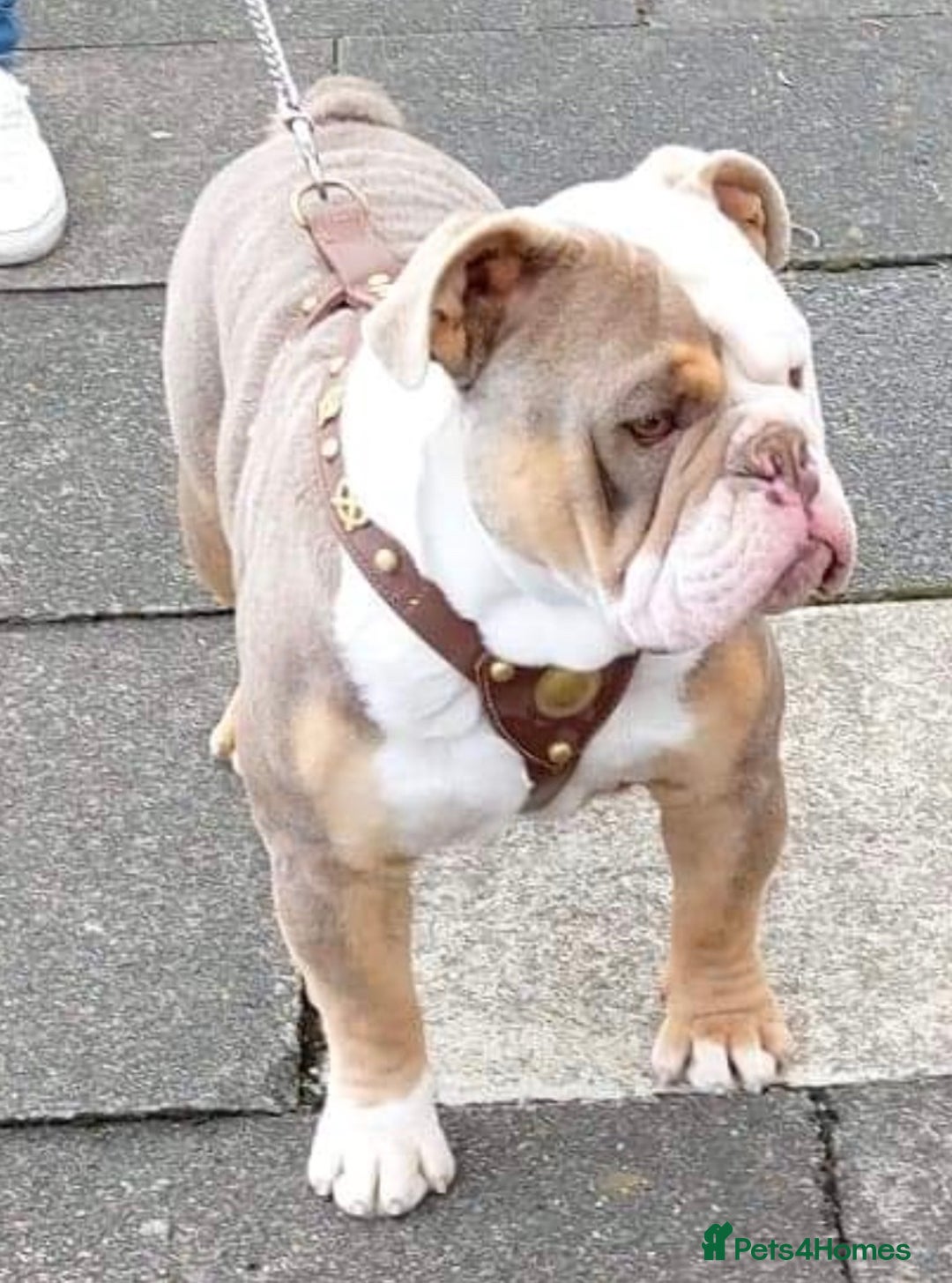 Olde English Bulldogge dogs for stud: Old English bulldog  - Advert 3