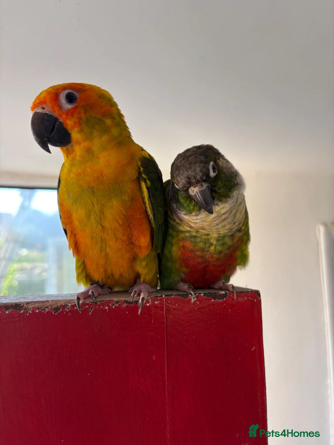 Conures birds for sale: Pair of conures looking for a new home in Bideford - Advert 2