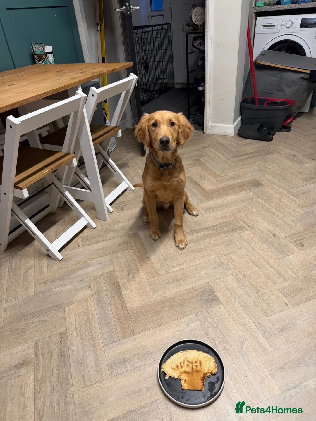 Golden Retriever dogs for sale: Male Golden Retriever 11 Months Old - Advert 5