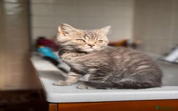 British Shorthair cats for sale: RARE lilac spot/blue British shorthair kittens - Image 1