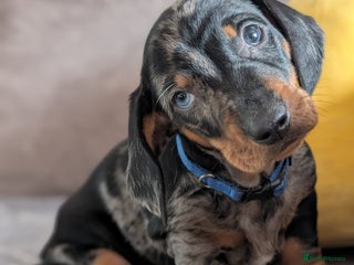 Dachshund dogs Champions Line/Show Quality Standard Dachshund - Advert 2