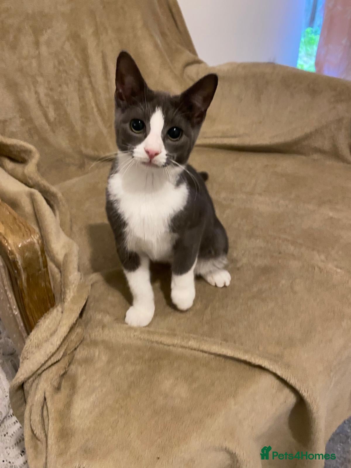 Mixed Breed cats Sweet boy Smokey is looking for a home - Advert 5