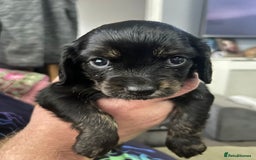 Cockalier dogs for sale: For forever homes  - Image 2