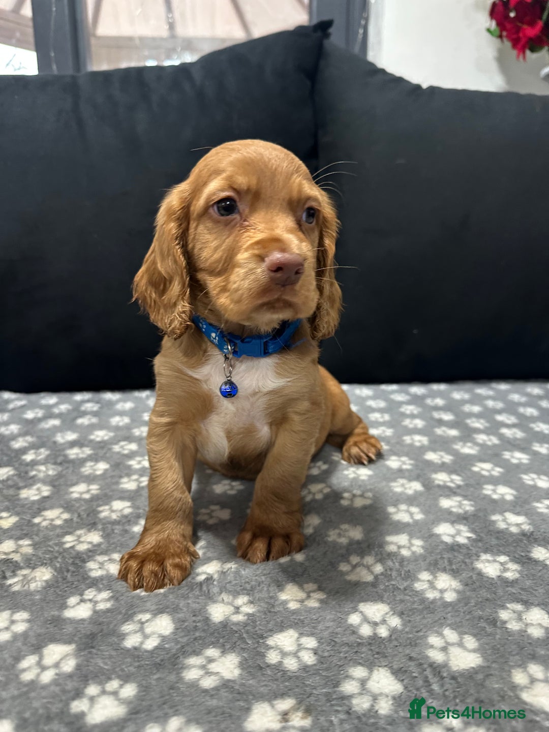 Cocker Spaniel dogs for sale: 3 beautiful cocker spaniel puppies left  - Advert 10