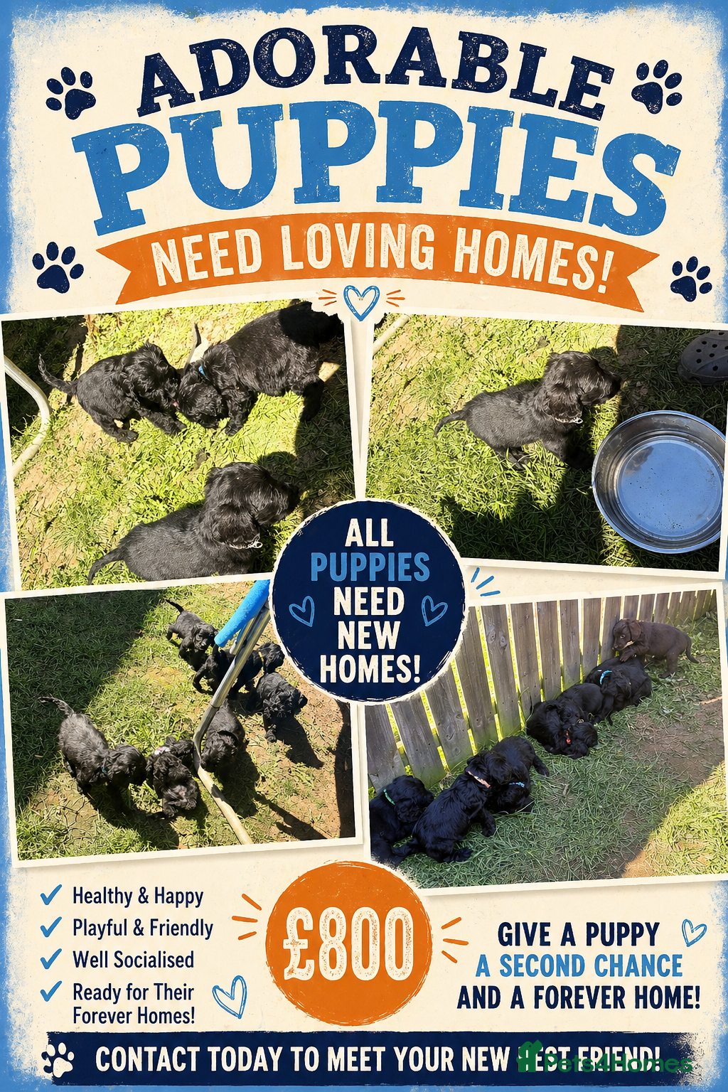 Cockapoo dogs Cockapoo’s F1B ready 28/4/26 - Advert 15