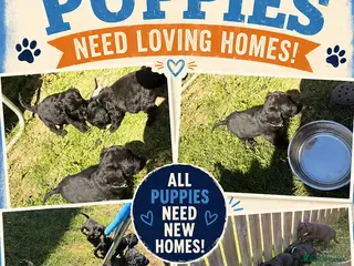 Cockapoo dogs Cockapoo’s F1B ready 28/4/26 - Advert 15