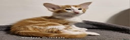 Balinese cats for sale: Stunning longhair Red and White bicolour boy - Advert 9