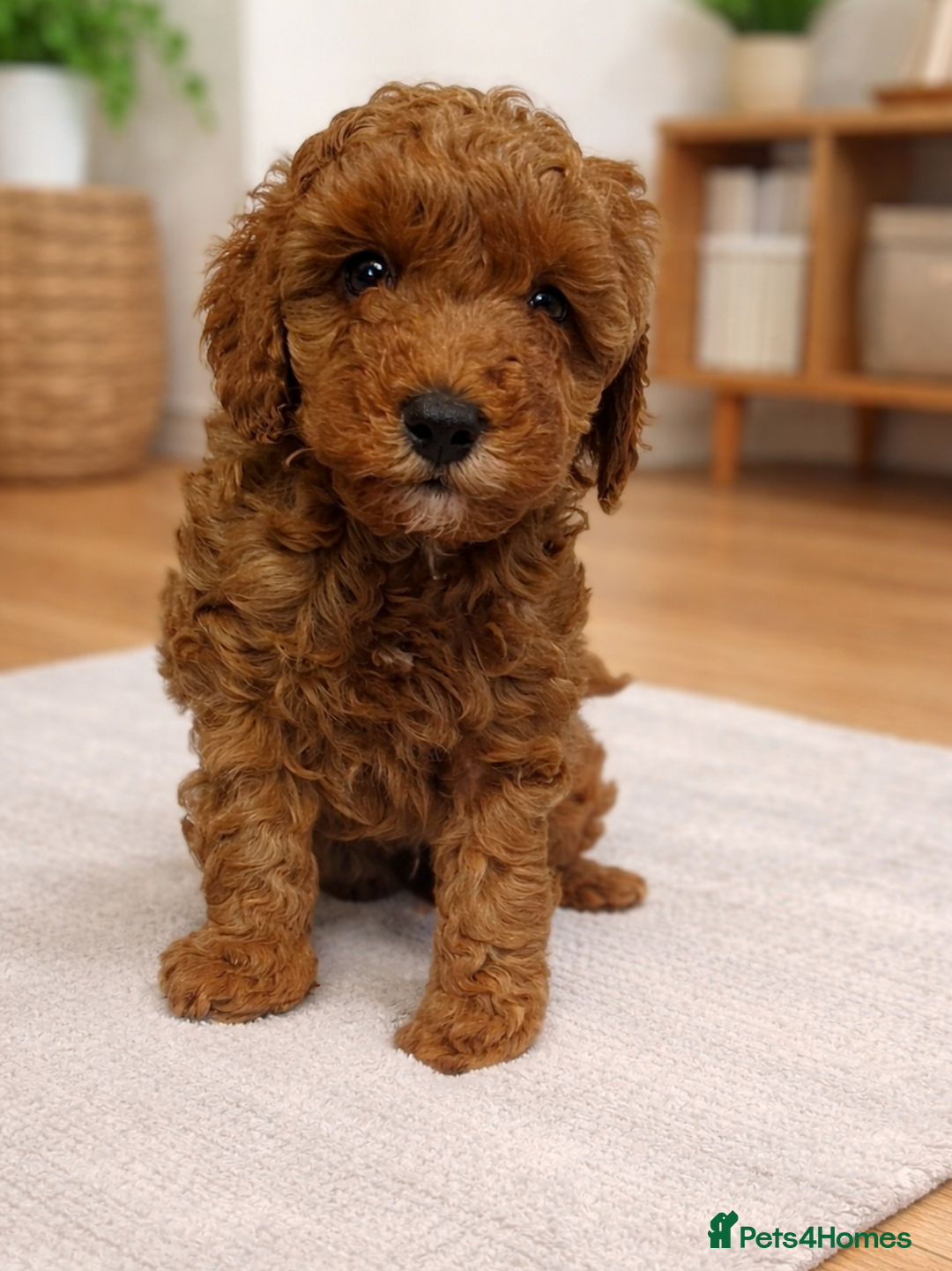 Cavapoo dogs for sale: DNA clear health tested puppies - Advert 3