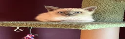Oriental cats for sale: 7 RAGDOLL/SIAMESE KITTENS  - Advert 28