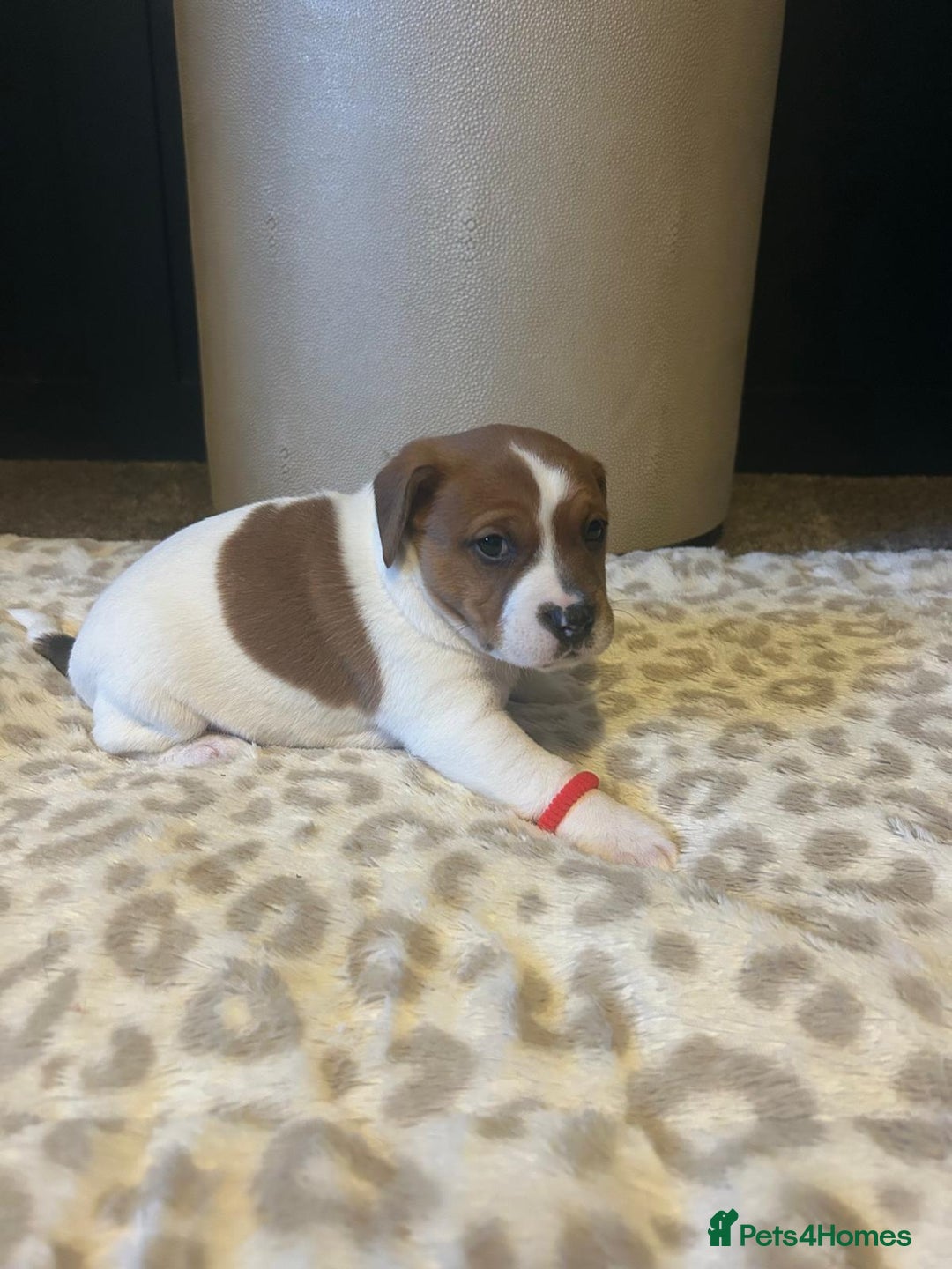 Mixed Breed dogs for sale: Jackastaff - Advert 10