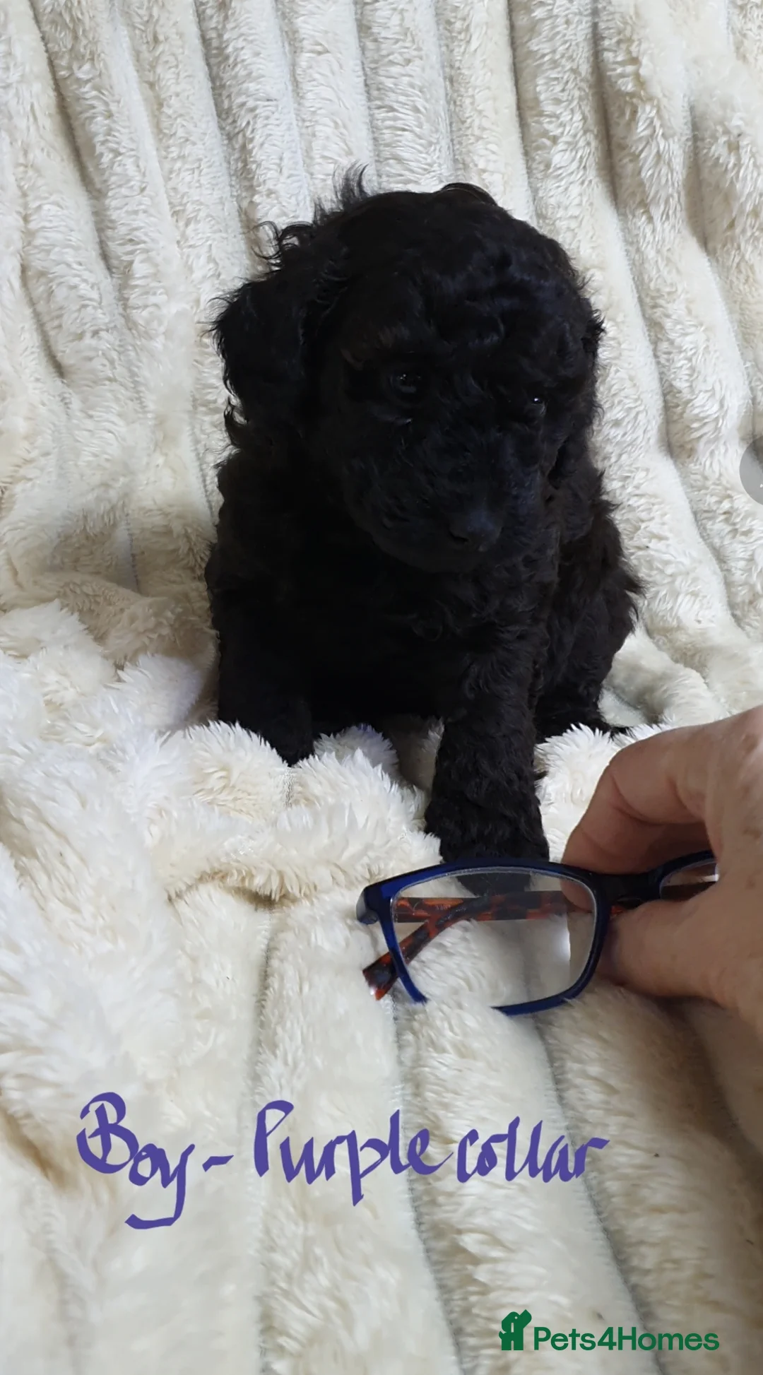 Toy Poodle dogs for sale: Tiny Toy Poodle puppies ready to leave 1st March - Advert 25