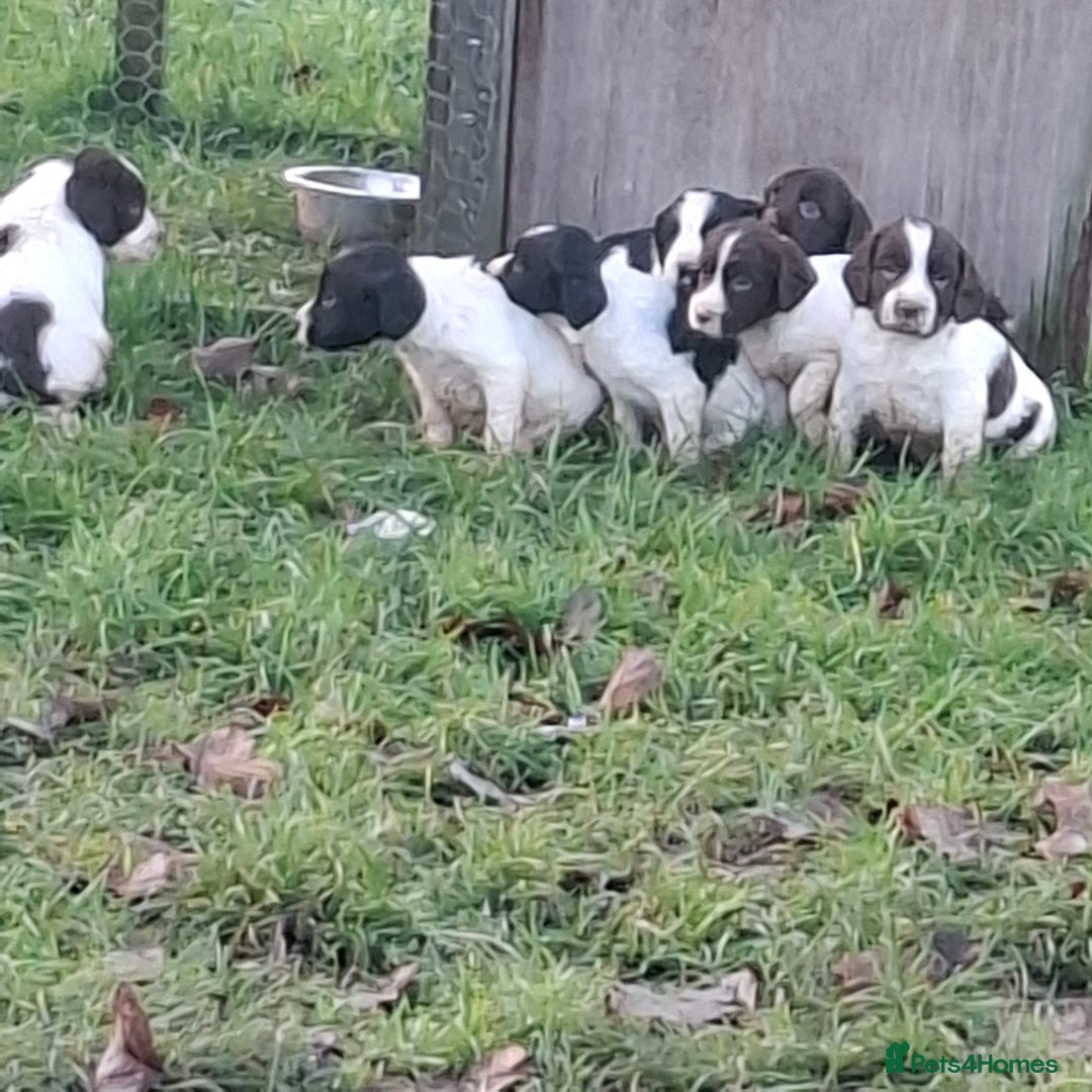 Sprocker dogs for sale: Sprocker Spaniel Puppies - Advert 2