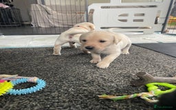 Labrador Retriever dogs for sale: Equal parts adventure and sofa buddies (Labradors) - Image 30