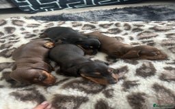 Miniature Dachshund dogs for sale: Short-haired Miniature Dachshunds  - Image 2