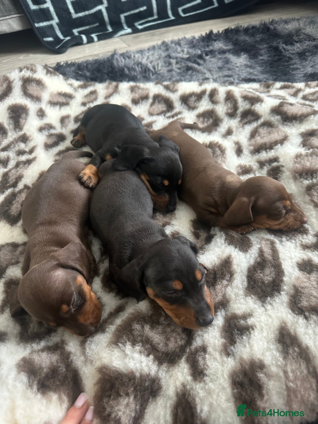 Miniature Dachshund dogs for sale: Short-haired Miniature Dachshunds  - Image 2