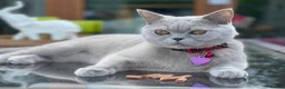 British Shorthair cats for sale: British shorthair kittens  - Advert 13