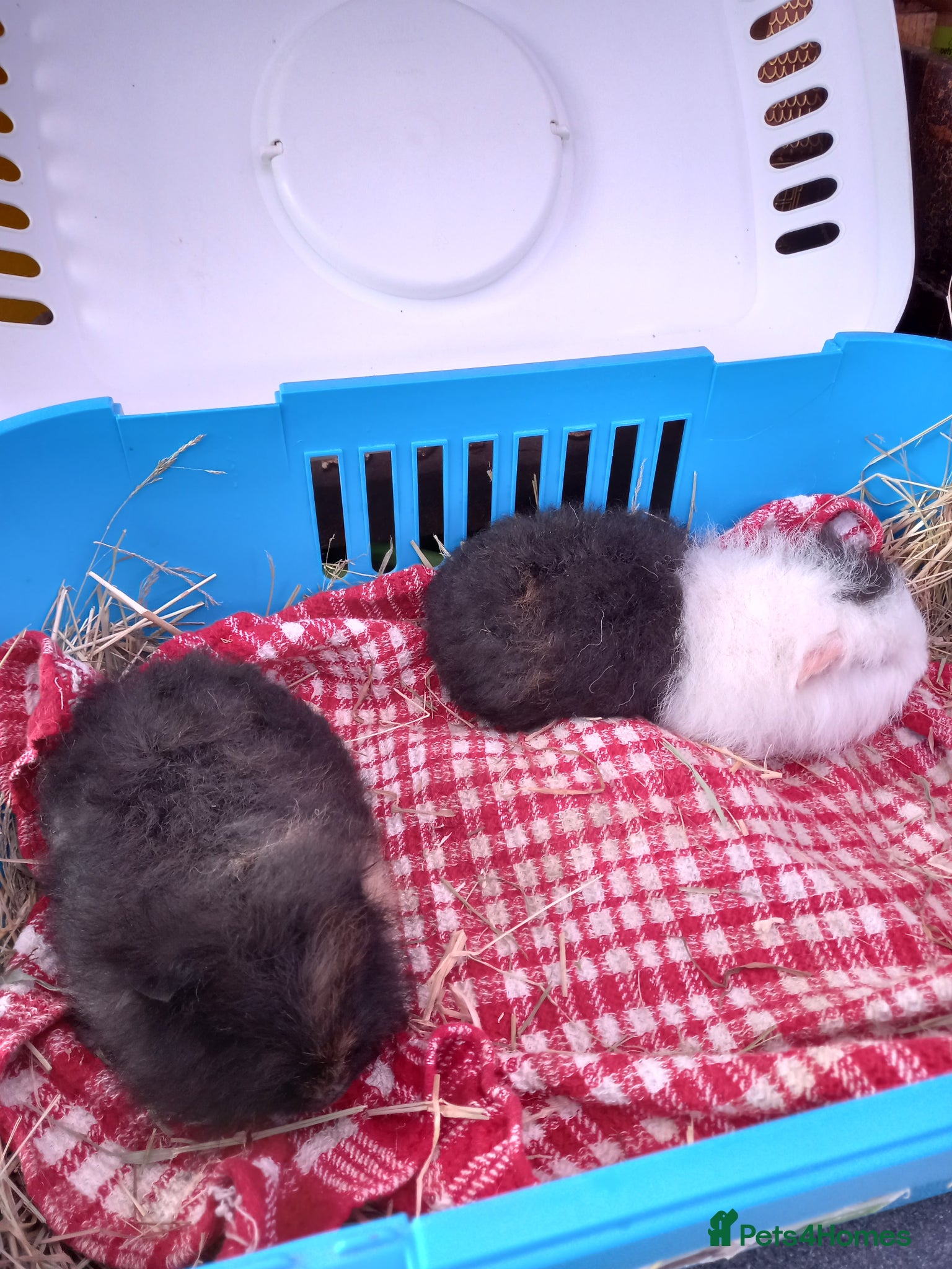 Guinea Pig rodents Swiss baby boys - Advert 2