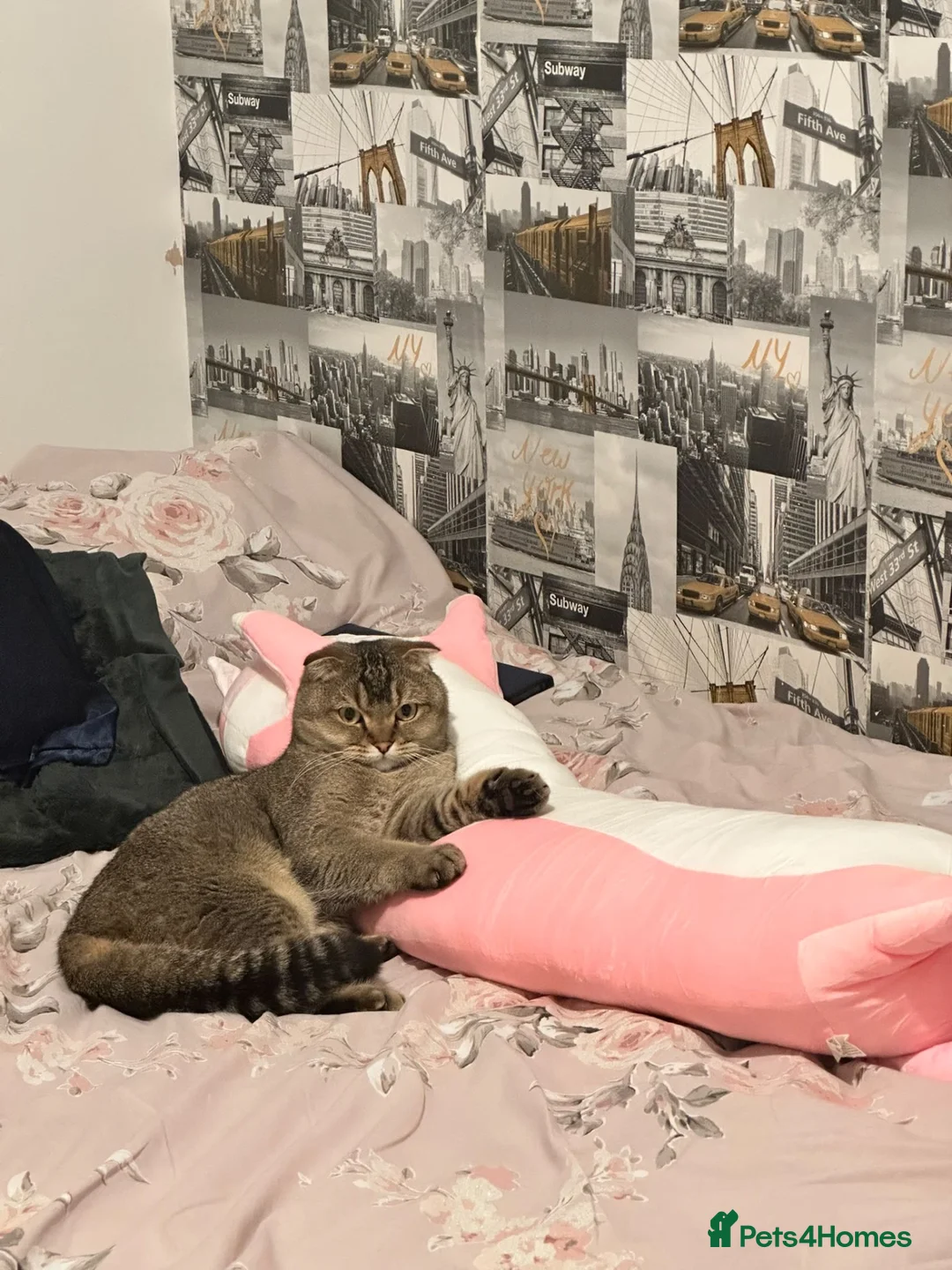 Scottish Fold cats for sale: Gentle & Loving Tabby Cat Looking for a Home in Manchester - Advert 2