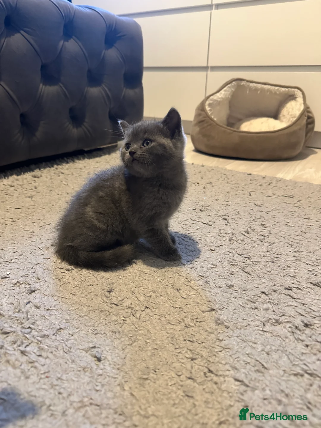 Scottish Fold cats for sale: Two adorable Scottish fold and straight kittens - Advert 10