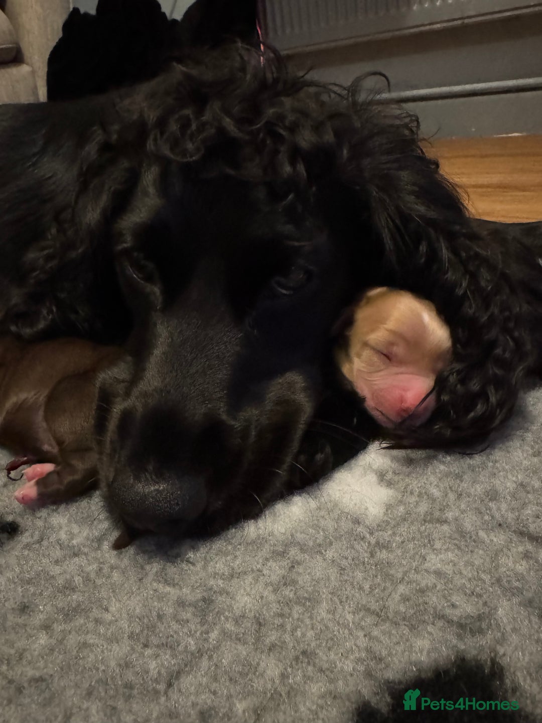 Cocker Spaniel dogs for sale: Stunning Cocker Spaniel puppies - Image 5