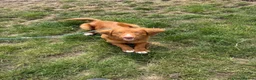 Nova Scotia Duck Tolling Retriever dogs for sale: Handsome kc registered Nova Scotia boy  - Advert 3