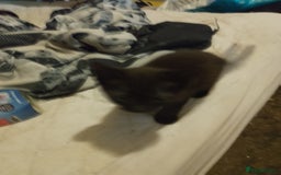 Mixed Breed cats for sale: Kittens for sale - Image 4