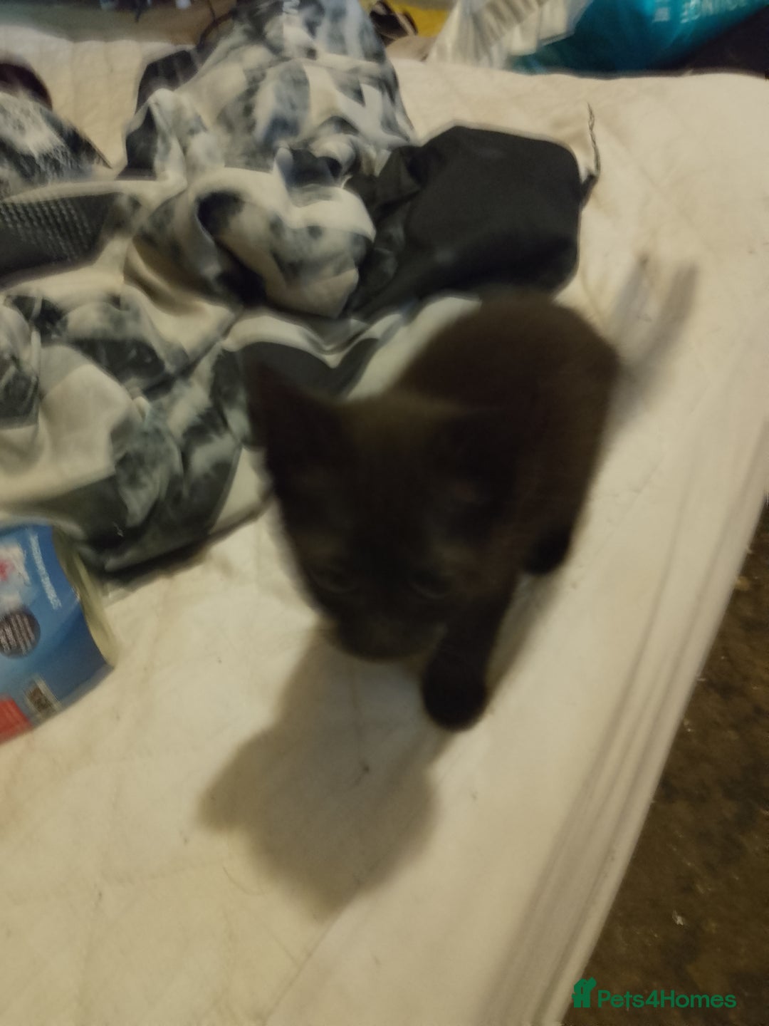 Mixed Breed cats for sale: Kittens for sale - Image 4