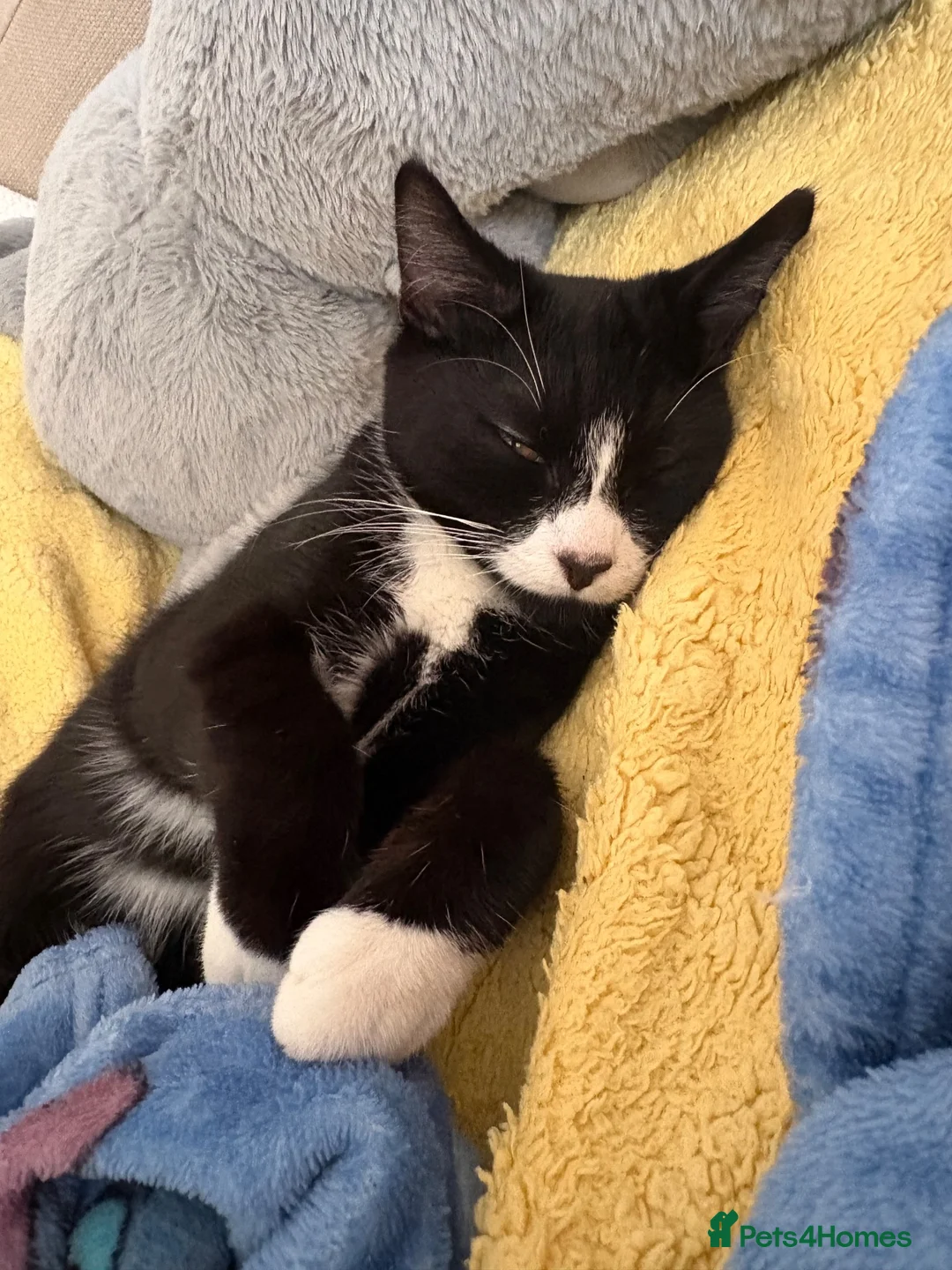 Mixed Breed cats for sale: Male cat  - Advert 2