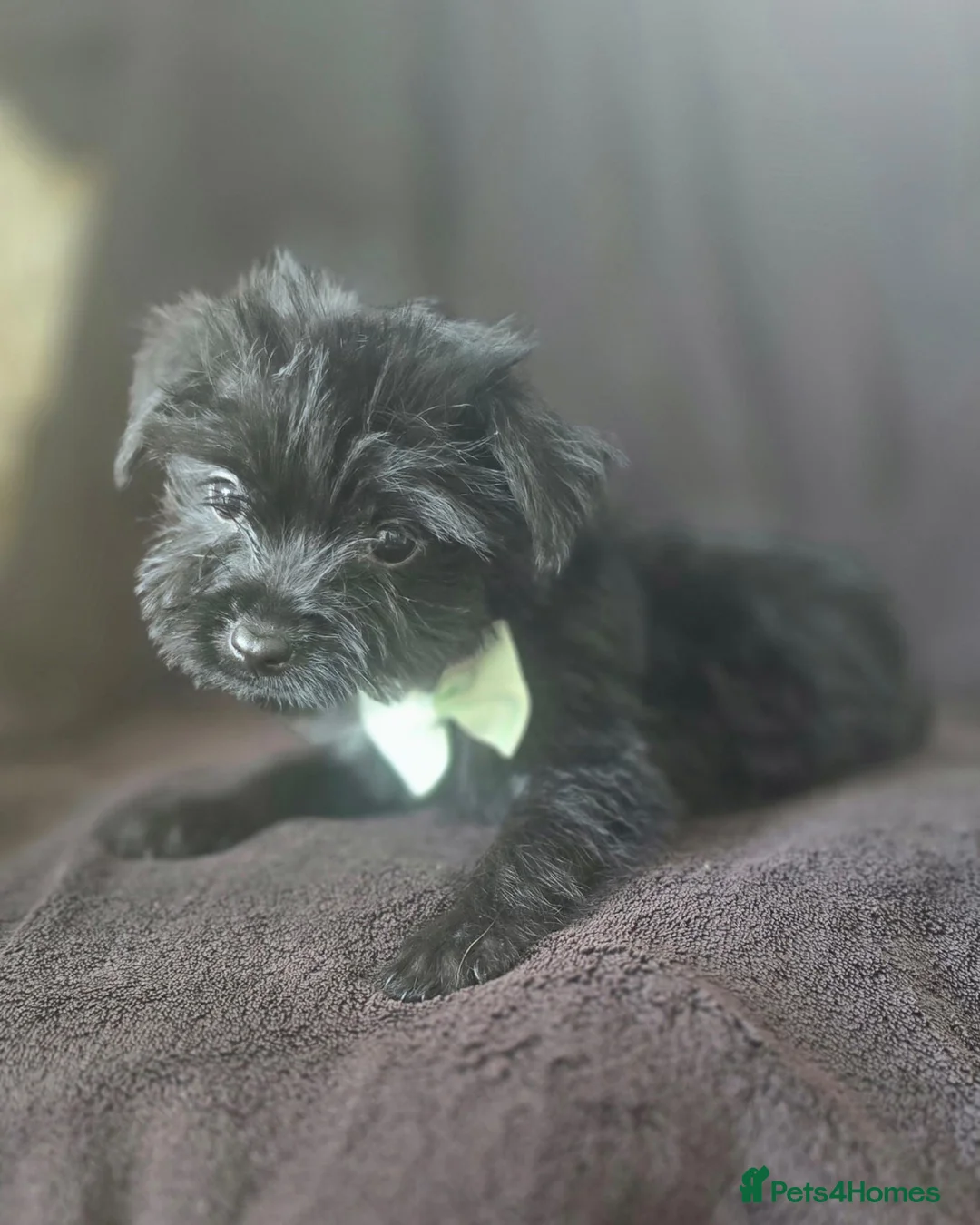 Yorkshire Terrier dogs for sale: Yorkshire terrier puppies  - Advert 3