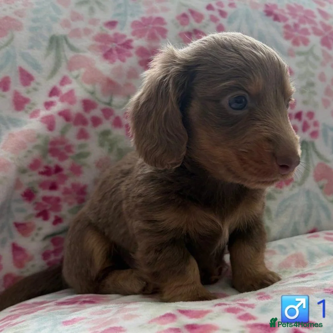 Miniature Dachshund dogs for sale: Beautiful Long-Haired Miniature Dachshund Puppies. in Bristol - Advert 7