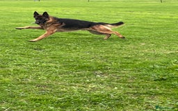 German Shepherd dogs for stud: Incredible KC REG, True family GSD - Image 3
