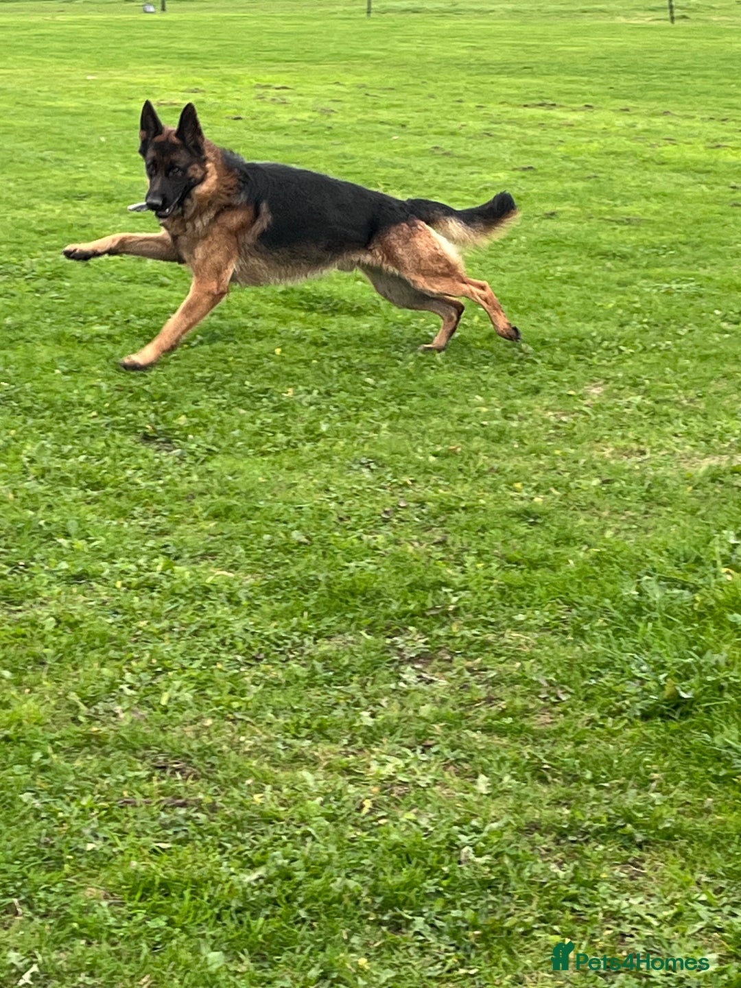 German Shepherd dogs for stud: Incredible KC REG, True family GSD - Image 3