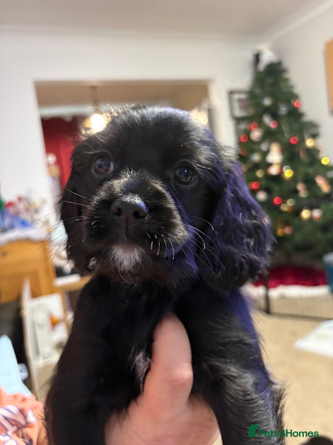 Cockalier dogs for sale: Cocker spaniel - Advert 35