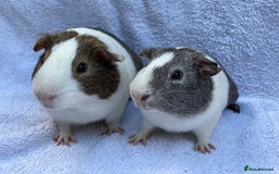 Guinea Pig rodents for sale: Guinea Pigs Bonded Pair ready now  - Image 4