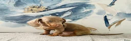 Dachshund dogs for sale: Isabella tan dachshunds  2 males left - Advert 11